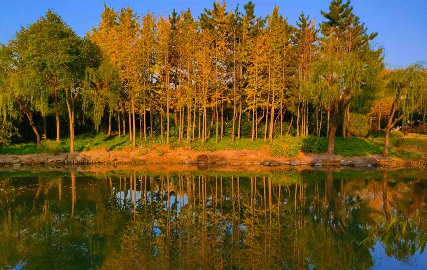 园林|上海江南园林,适合遛娃拍照赏秋,不要门票还有1200年古银杏树