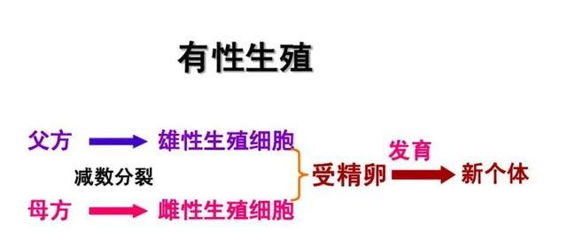 没有雄性参与,2只母秃鹫未交配就产崽,科学家:后代很悲惨