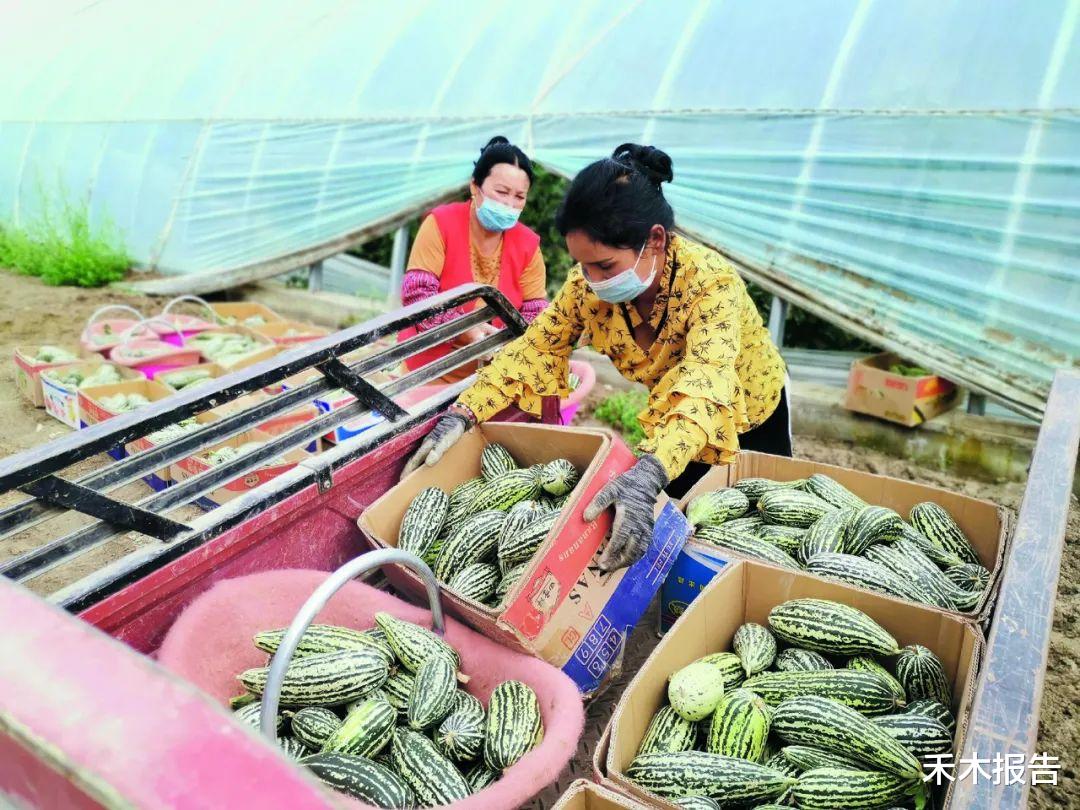 超市20元一根,产地却不足2元一斤,还堆成山卖不动,出了啥问题?
