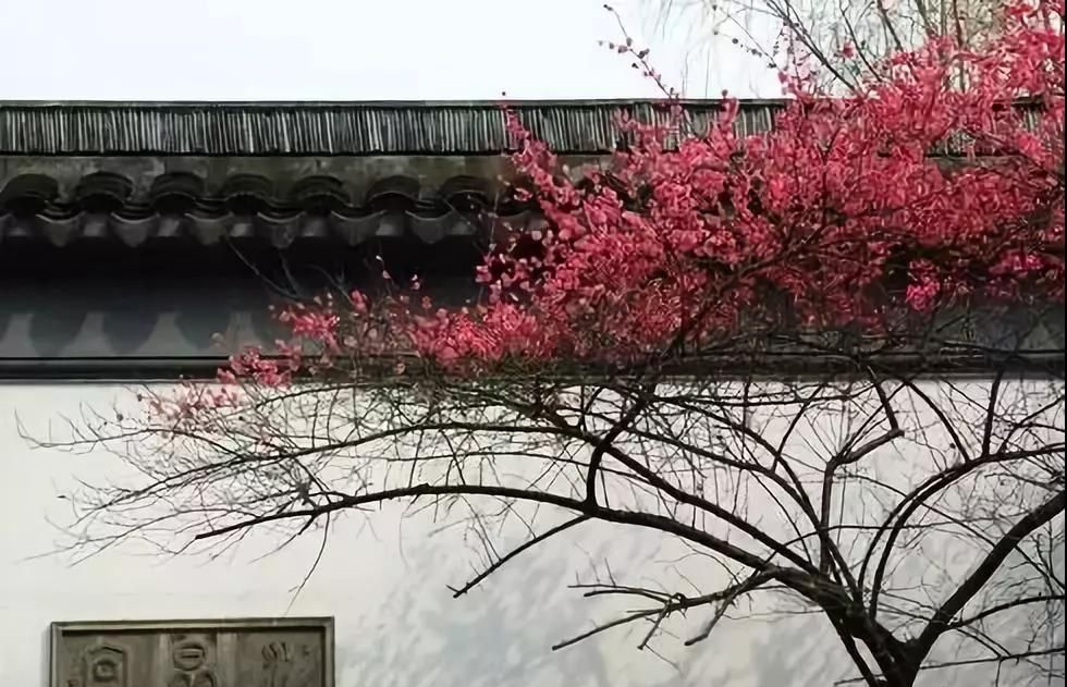 南浔|江南无所有,聊赠一枝春,在湖城邂逅“梅”好