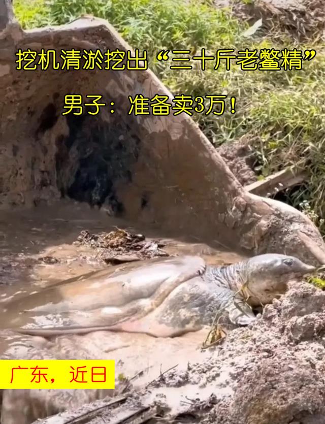 广东老乡请人清淤,竟挖出三十斤“老鳖精”,老乡:希望卖3万