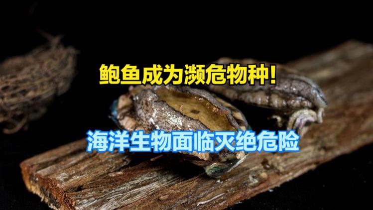 鲍鱼成濒危物种！10%海洋生物有灭绝危险，网友：佛跳墙没灵魂了