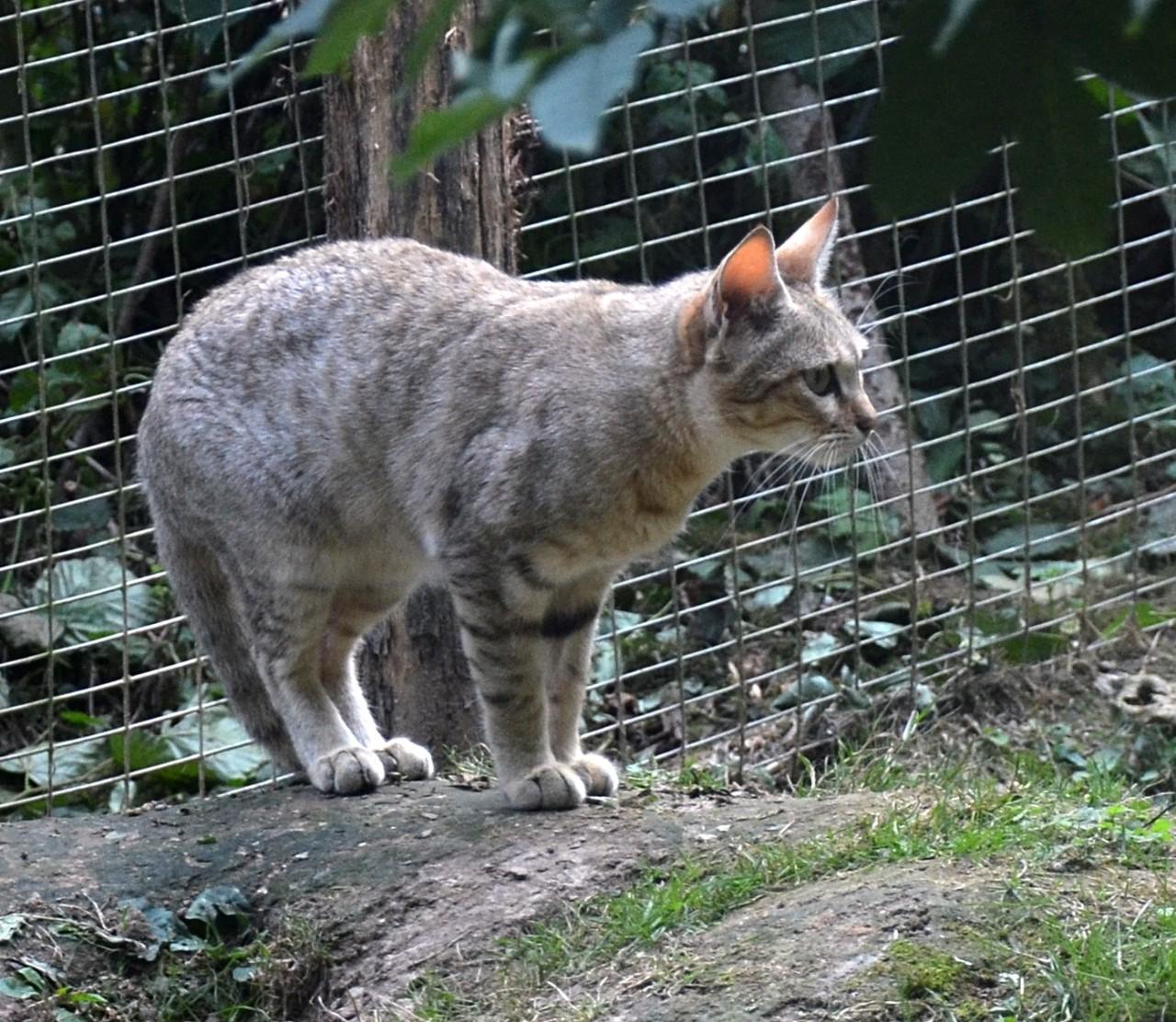 荒漠猫到底是什么?为何会被称为最神秘、最难养的猫科动物?