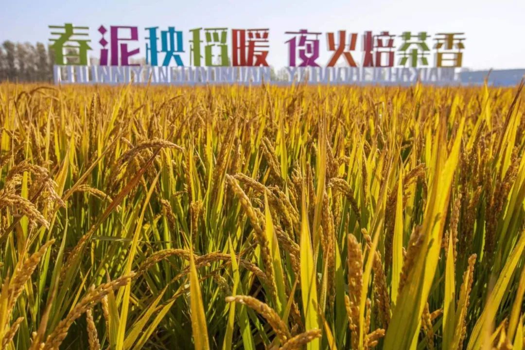 日照|相遇浓墨重彩的日照深秋！