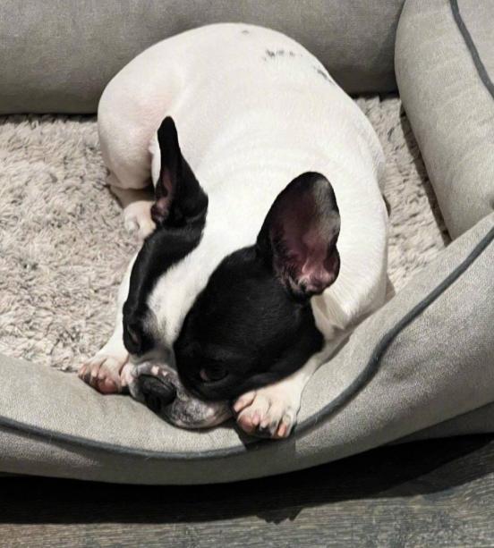 鹿晗|曝鹿晗买儿童安全椅!疑似与关晓彤准备生娃,“馒头”现身打假