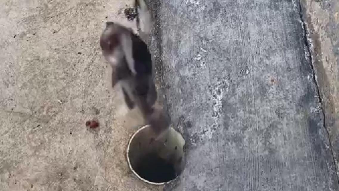 大叔透过马路排水孔钓鱼？