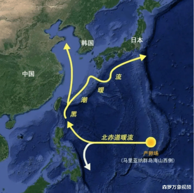 被人吃了几千年的鱼,直到突然濒危,也没人知道它们来自何处