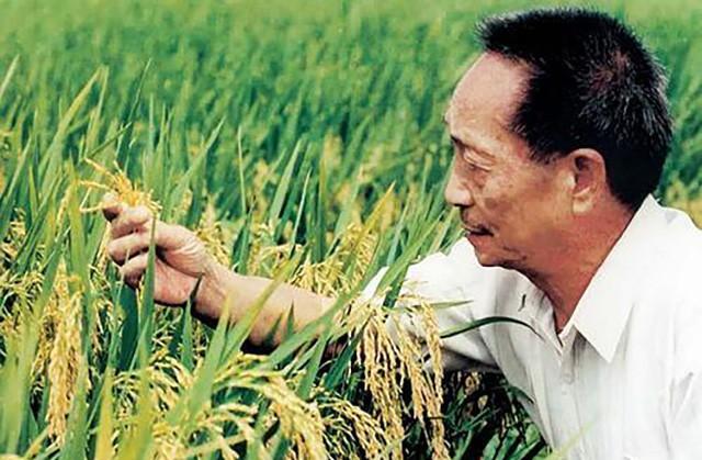袁隆平对转基因的态度：从来未曾中立，不卖粮给中国，咱就麻烦了