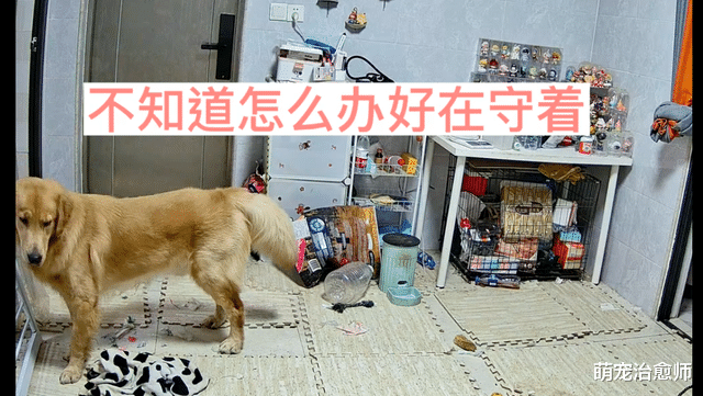 主人阳了后在房间里哭，狗狗在客厅守着不知该怎么办，表情好难过