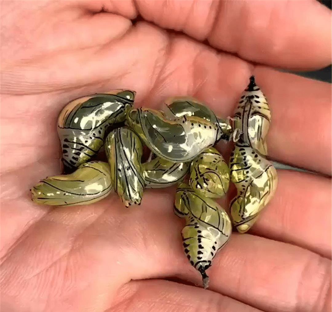 乍一看像黄金打造的蝴蝶蛹现身互联网,网友:活着的珠宝!