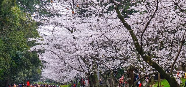 扬州|春日里最美的景致，在这几座因花名扬天下的城市当中，一定能找到
