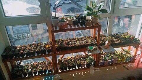 室内想要养好多肉,补光灯必不可少,是真的吗?