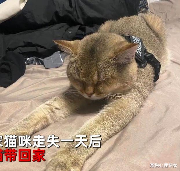 家猫走失一天,女子找寻途中投喂流浪猫,10分钟后收获“惊喜”