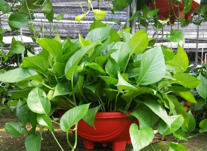 这3种植物“制氧能力”太强，不喜欢也该在室内养盆，对健康友好