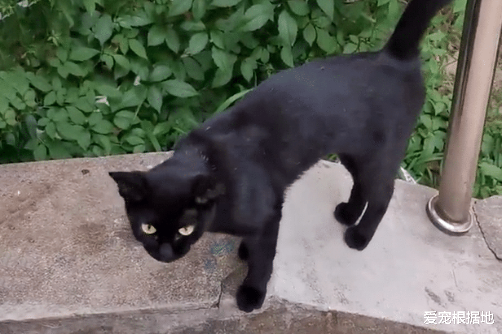 那只自己钻进猫包，被宠物猫驱赶也不离开的流浪猫，终于有家了