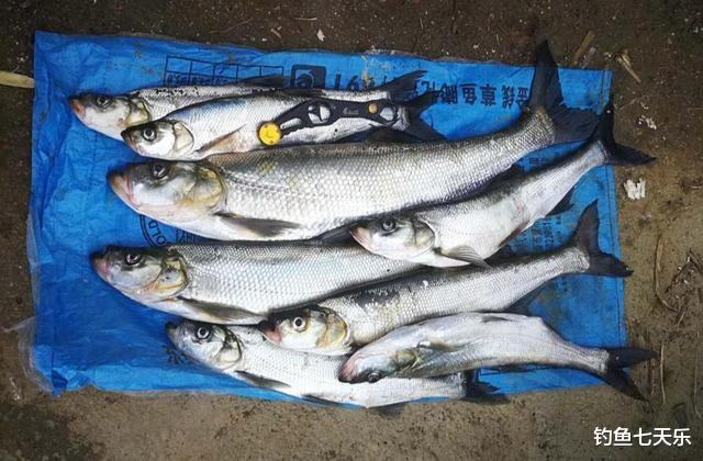 |钓一次鱼要用十几斤玉米？野钓翘嘴鱼窝料不在多，打窝节奏很关键