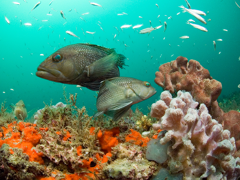 全球变暖，是否对海洋生物的打打击最为严重？