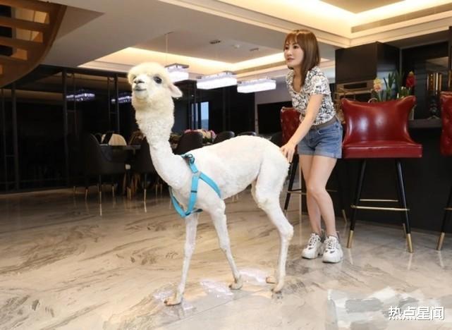 羊驼|比王思聪还豪横！女星220平豪宅用来养羊驼，雇老公前妻当保姆