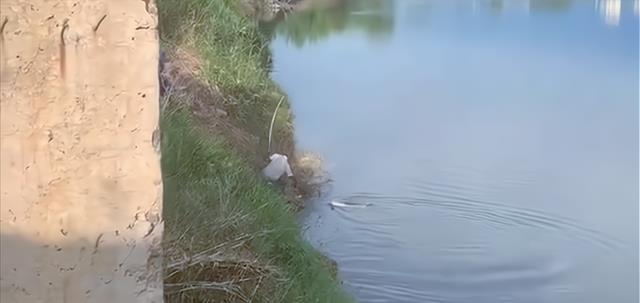 汉城湖|人鱼大战!大爷垂钓中大鱼,反被拉进了水里,网友:独乐不如众乐