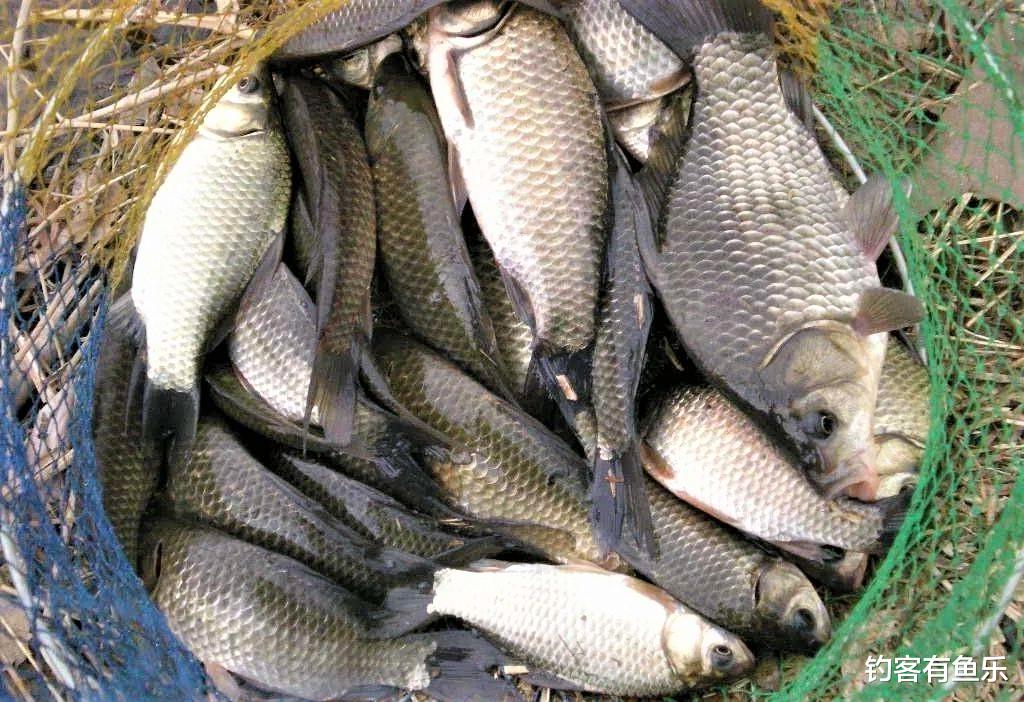 饵料|冬末春初钓鱼难度大?掌握这4点,鱼越钓越多