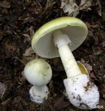 你见过最神奇的化学物质是什么?