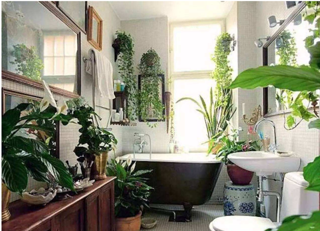 再穷也要在卫生间里养一盆“它”,角落里的臭气、潮气都给吸干净