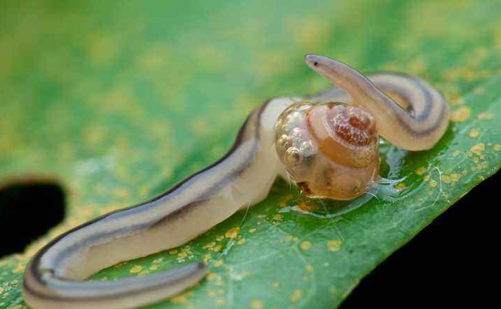 ?关于陆生蜗牛类，你了解多少？