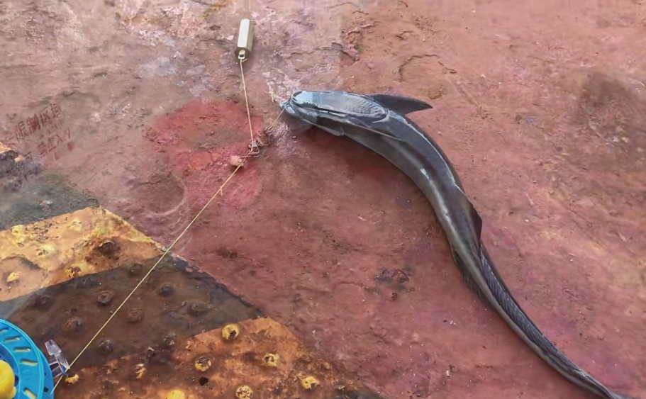 台湾|做海员在乎的不是几万一个月的工资，而是天天都能钓各国有趣的鱼