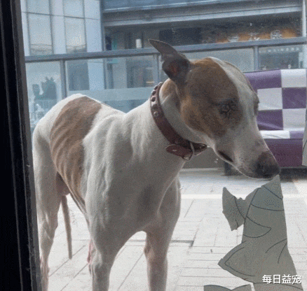 专治不服！狗子不肯穿衣服，被主人赶到门外，20分钟后绝望了