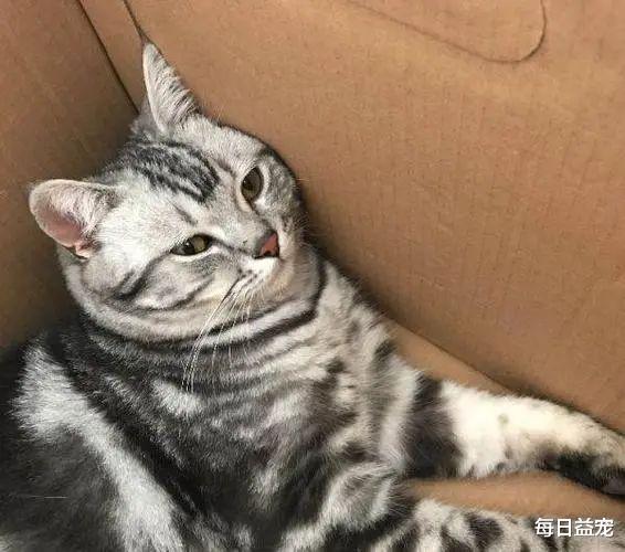 猫主子性格很差？可能和毛发颜色有关，铲屎官：太准了