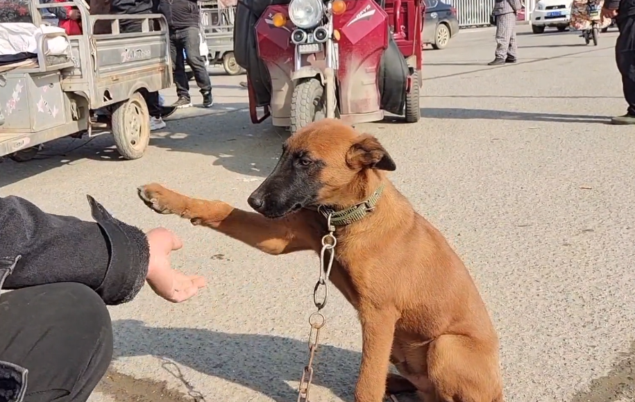 灵性马犬不愿和主人分开，临别还不停和主人握手，老人：孙子太小，儿媳妇不让喂