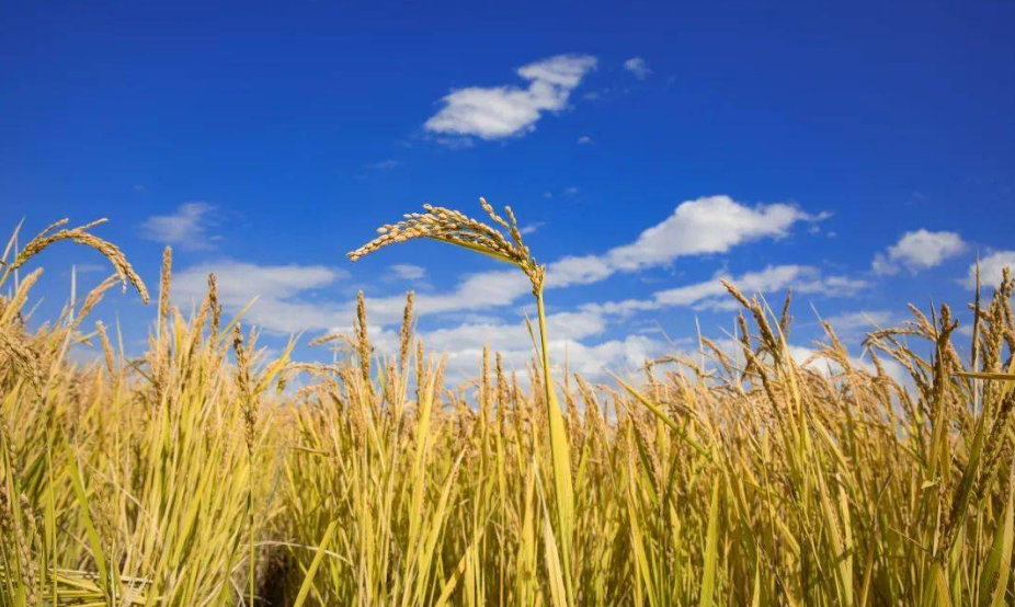 全国哪个地方的大米好吃?这6个地方榜上有名,你的家乡上榜了吗