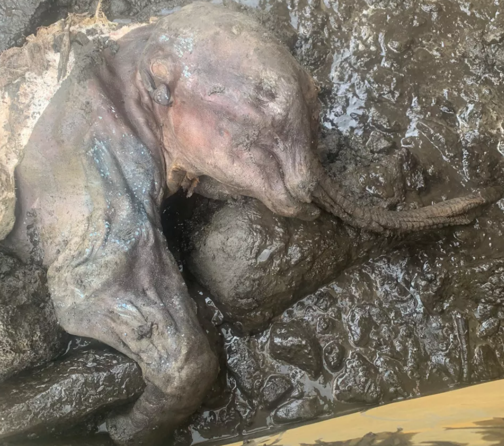 远古巨兽再次出现,地球危机味道更浓,人类应该如何应对?