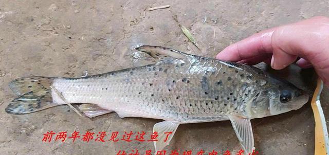 安徽|安徽芜湖:山下小河“花骨鱼”泛滥?钓鱼人:一夜钓了几十条