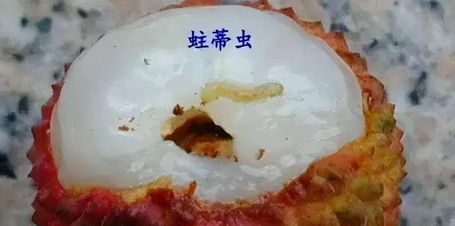 运动|原来我们一直都在吃荔枝虫子!荔枝蒂部的黑色物质,一定不要轻视