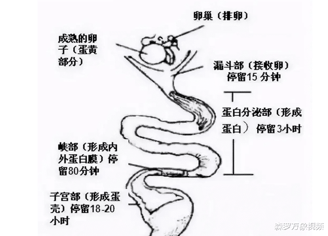 史诗级难题:先有鸡还是先有蛋,有答案了?