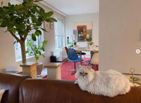 衣帽间|41岁郑丽媛独居19年,书墙衣帽间那叫一个震撼,简直是人间理想