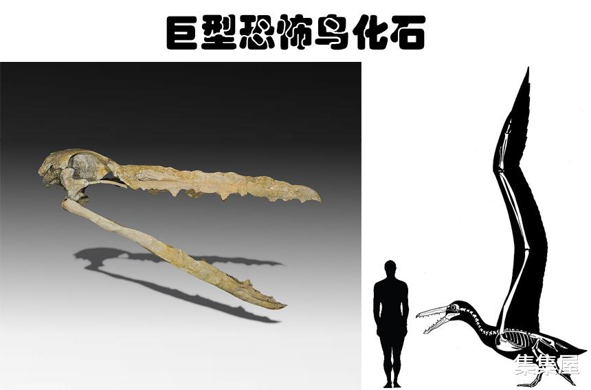 科学家在南极发现了巨型恐怖鸟化石,来自南极洲的5个奇怪发现