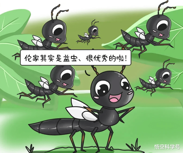 隐翅虫咬人致命?飞到身上千万不能拍打,体内毒液堪比硫酸