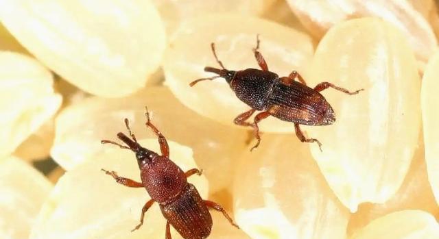米象是害虫吗?它在干燥的大米中是如何存活的?
