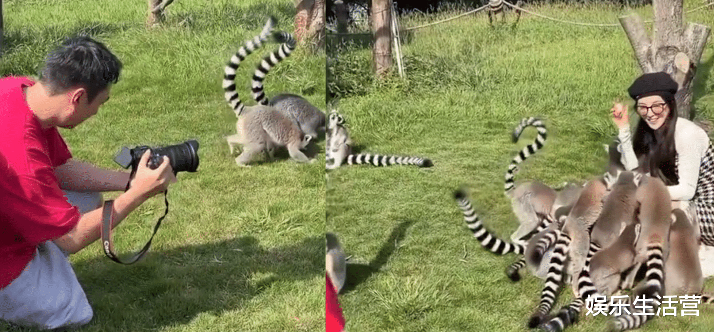 王思聪|王思聪带4位美女看猴,单膝跪地为慎婕闺蜜拍照,网友:地位不保