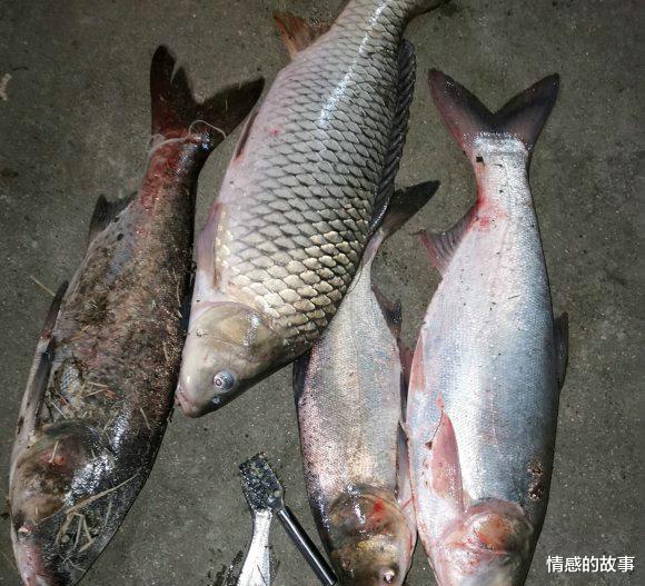 洪水淹没院子,却游来一群鱼,男子:一屋家具换一车鱼