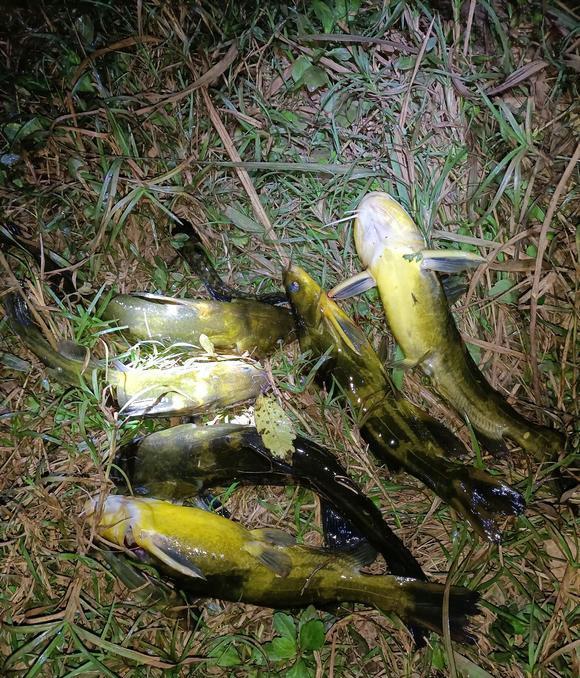 湖北|60公分!湖北钓友钓起“巨型黄辣丁”,附近老头:你不要就给我