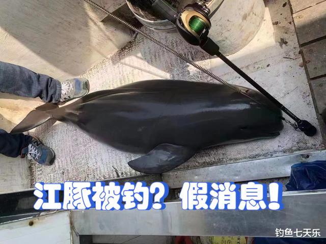 江豚|虚惊一场！“垂钓江豚”事件为假消息，是垂钓者下载的旧图