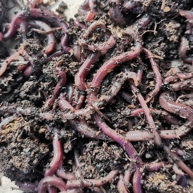 饵料|教学篇:钓鲫鱼饵料怎么选？