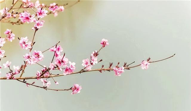 老祖宗忠告：“坟不栽三，宅不栽四”，究竟指哪7种树呢？