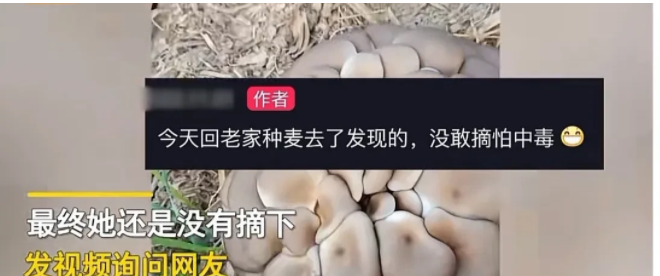 河南商丘,一名女子在麦田里劳作累了坐下来休息,无意间看到地头边上长着一堆蘑菇