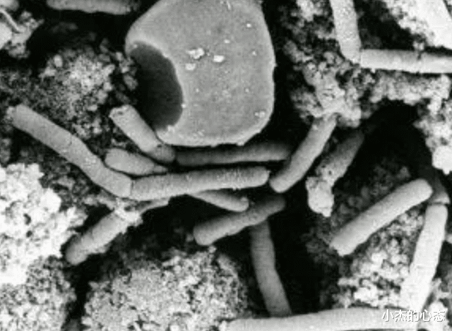古生物尸体从冻土层中被发现,距今或已有5万年,隐藏危险信号
