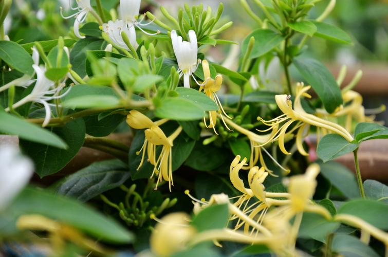 连花清瘟胶囊|网传连花清瘟胶囊能预防新冠？是真是假？