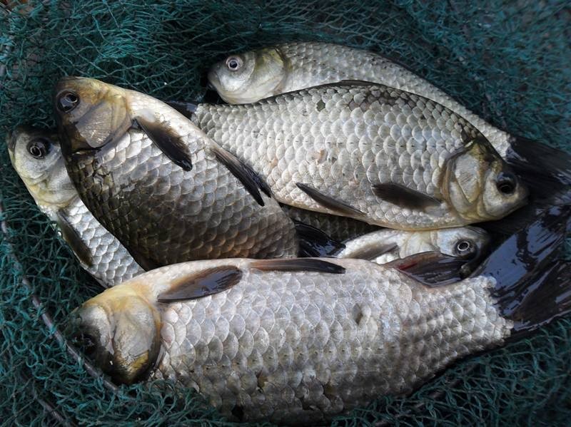 春分|春分过后野钓鲫鱼，6个“误区”要防范，爆护将不再是难题